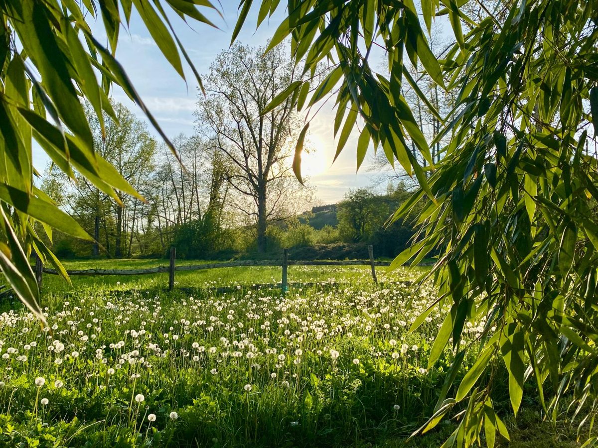 Le jardin au début du printemps, Moulin de Canole